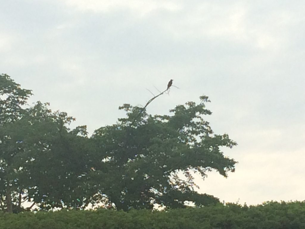 イージョンをやる会